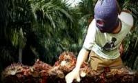 Curi sawit di kebun PT Duta Palma, 5 warga Kuansing ditangkap